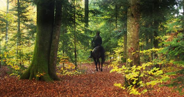 Reiter im Herbstwald..