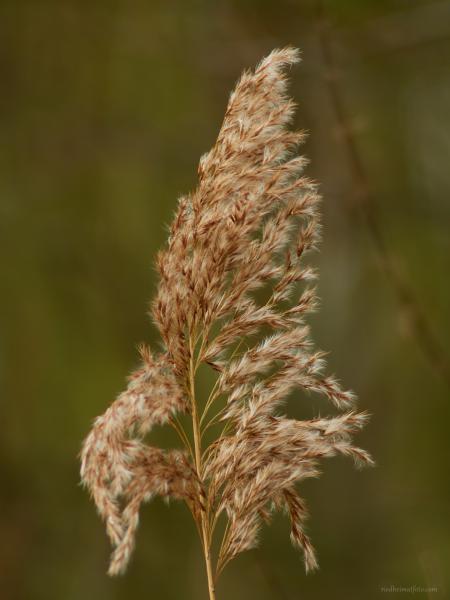 Riedgrass im Winter 1