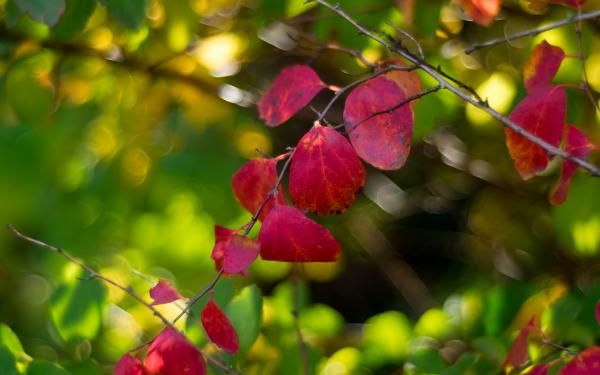 Herbstlaub