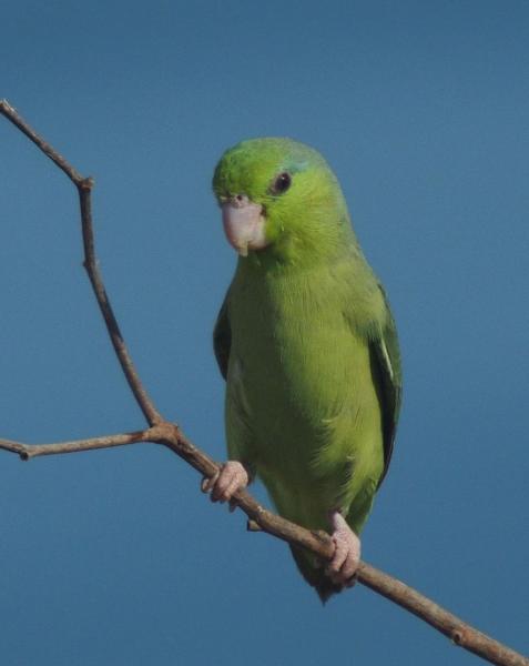 Papageienart in Peru