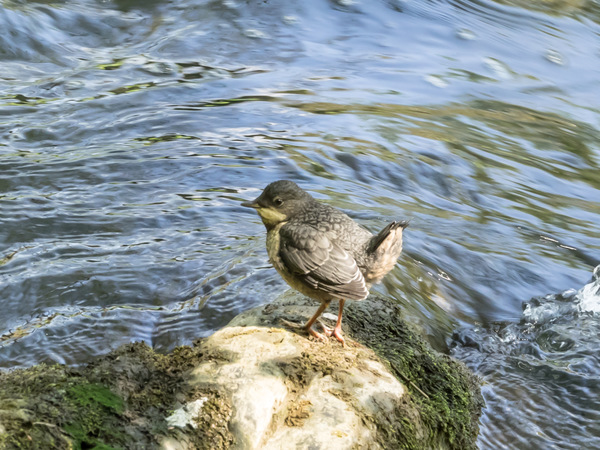 Wasseramsel 5.jpg