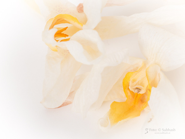 „Orchidee #5155”
