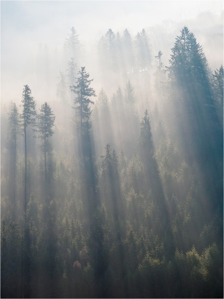 Bäume, Nebel, Licht und Schatten