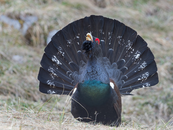 Balzender Auerhahn