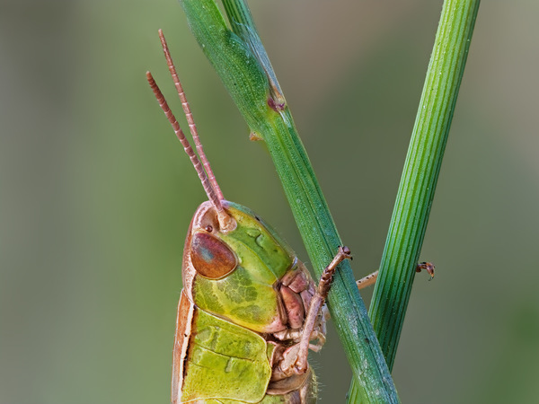 Grashüpfer