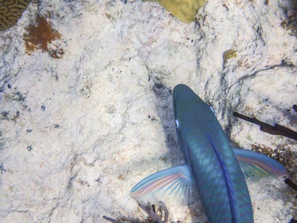 blue Parrotfish