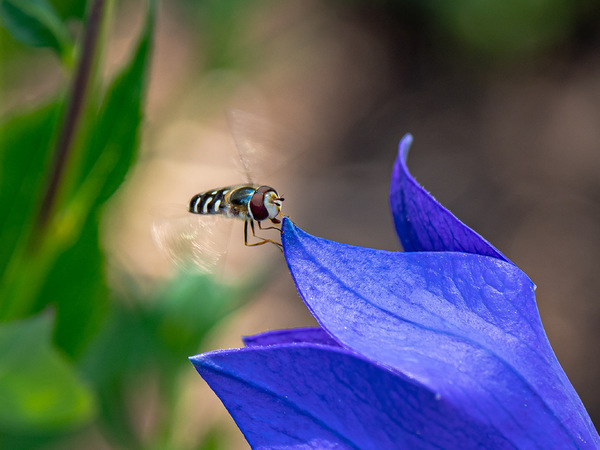 Schwebfliege an Ballonblume 2019_07_05-03.jpg