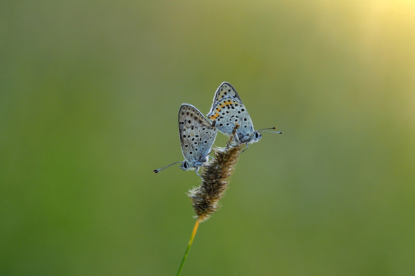 common blue by love.jpg