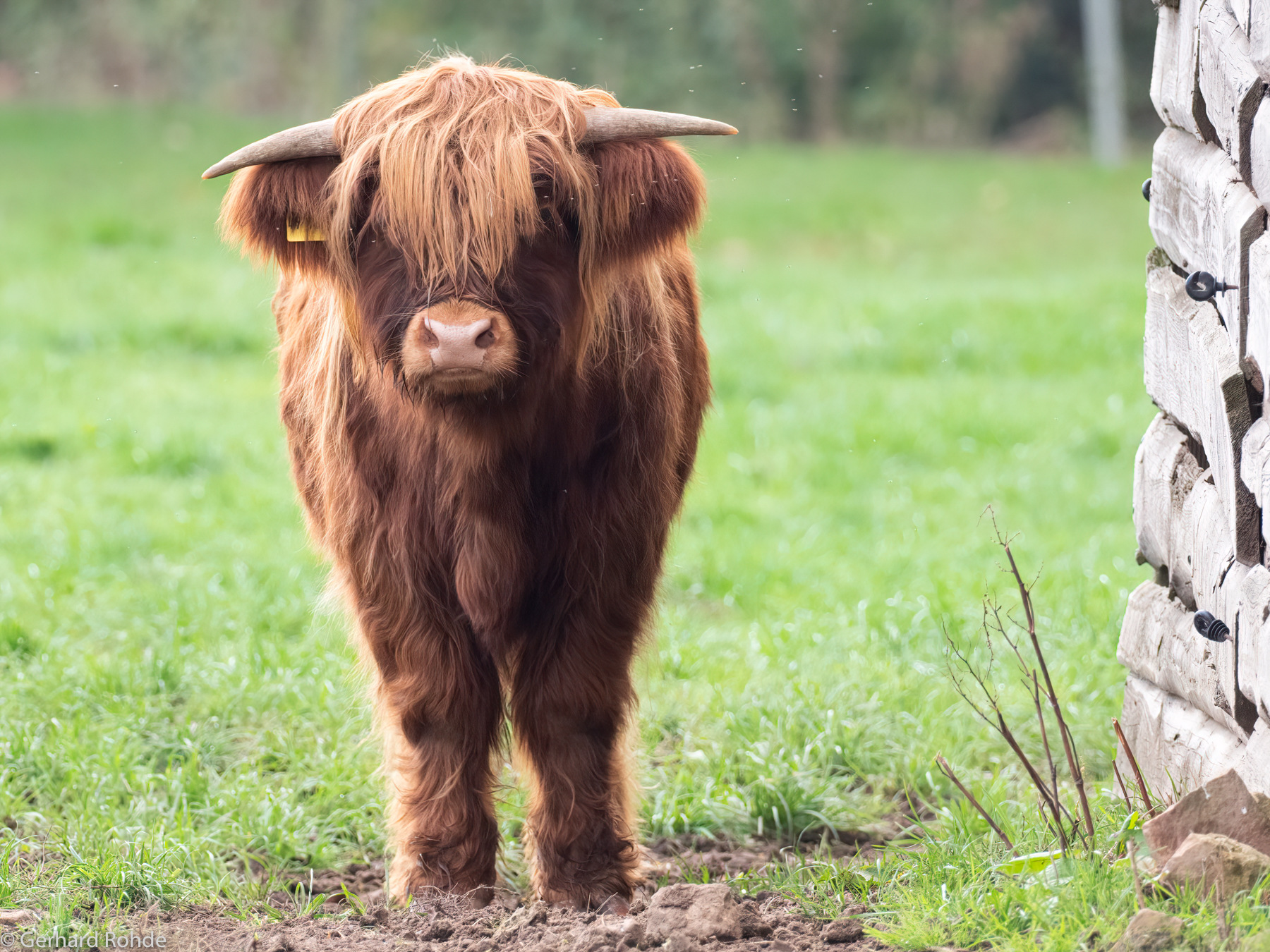 Highland-Cattle-Kalb - Mitglieder Alben - Olympus Fotoforum | Die OM-System  Community