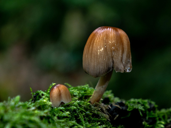 Pilze im Regenwald (1 von 1).jpg