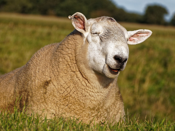Schaf im Pelz beim Sonnenbad