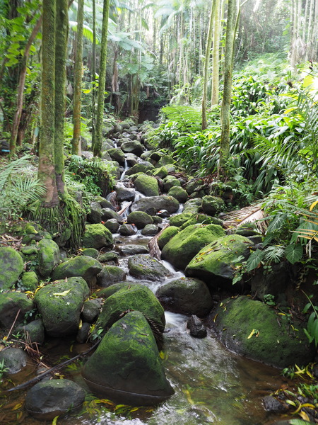 14d Hawaii Tropical Botanical Garden.JPG