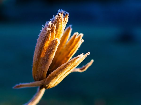 Blüte_Tulpenbaum_b.jpg