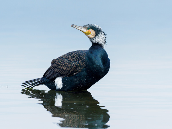 Kormoran am Kerkinisee