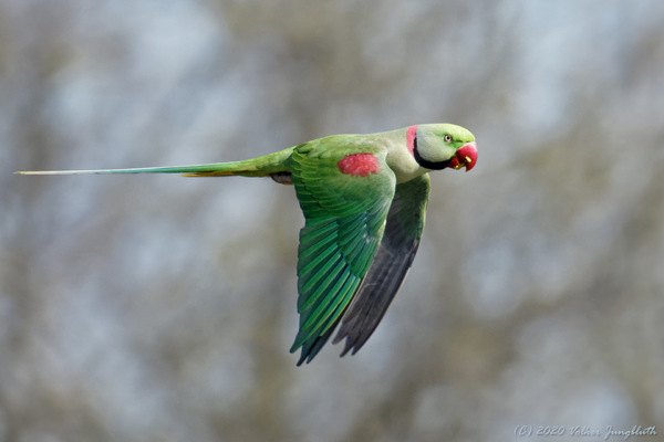 Alexandersittich (Psittacula eupatria) - BIF/mFT