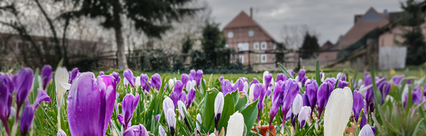 Frühlingsbeet