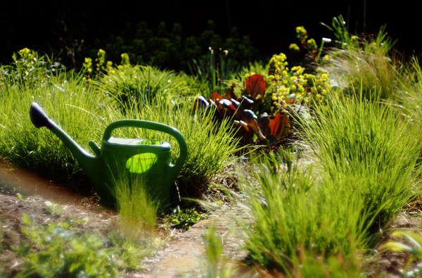 Gartenszene: Früh im Jahr im Staudengarten