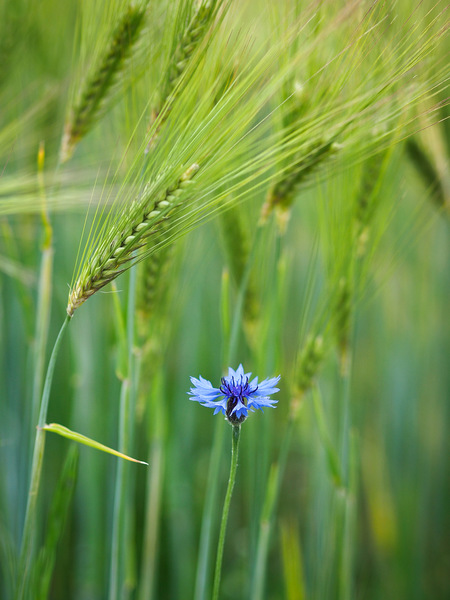 Kornblumenblau