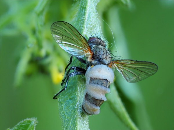 Tödlicher Pilz