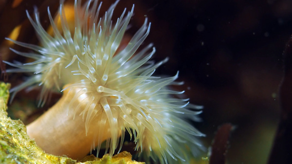 eine der vielen Unterwasserrosen