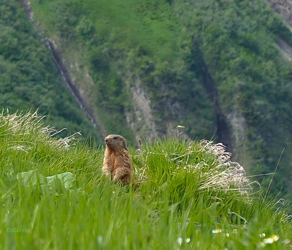 Murmeltiere(Marmota marmota)