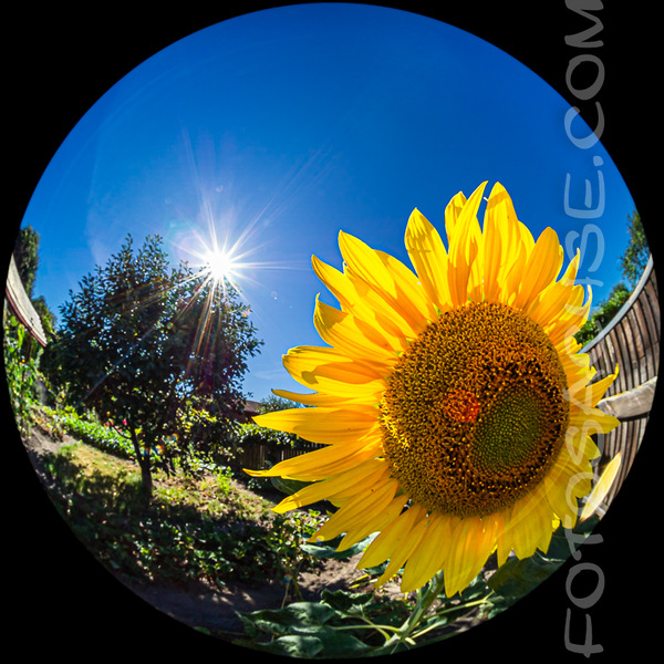 Sonne + Blume = Sonnenblume...