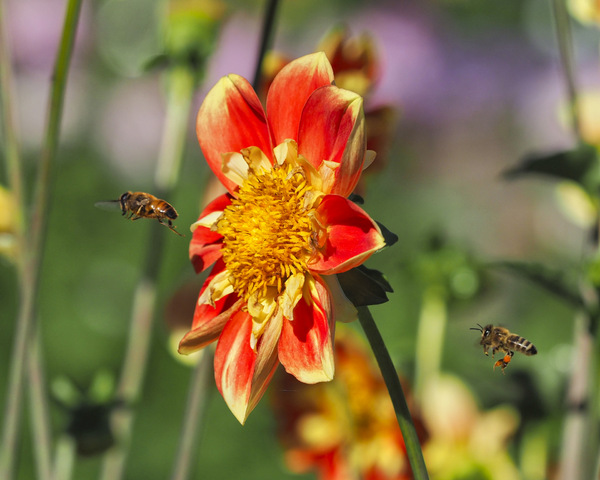 35-Dahliengarten HH 19.08.2020 10-31-00.jpg