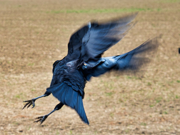 Krähe im Flug.jpg