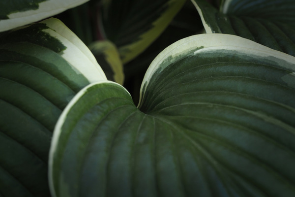 Hosta