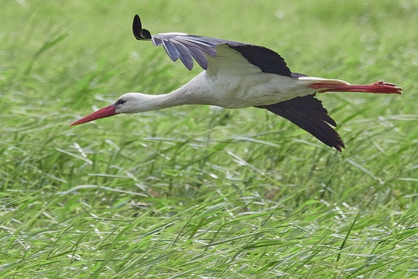 Storch #2 ...