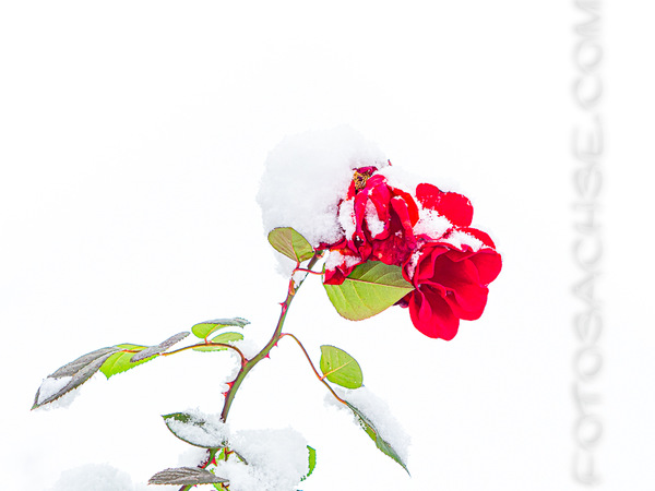 Schneeweißchen und Rosenroth
