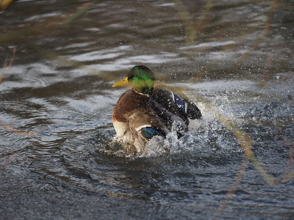 Erpel beim Wasserballett Teil 3