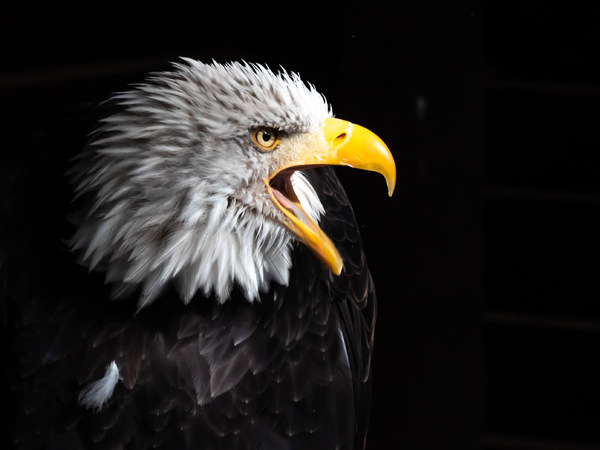 Weißkopfseeadler