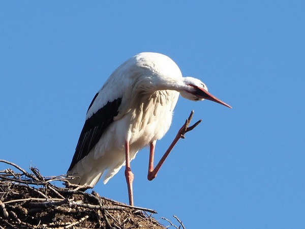 Storch - Weißstorch