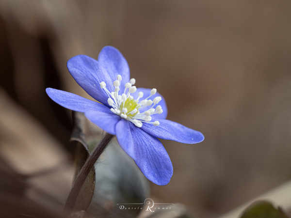 Der Frühling kommt