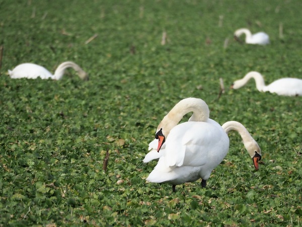 Höckerschwan zweiköpfig