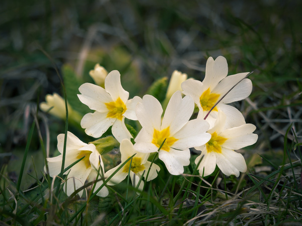 Endlich hält der Frühling Einzug