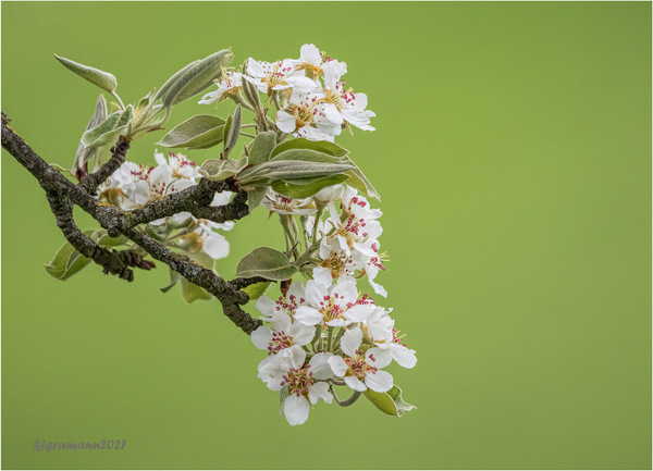 frühling.....jpg