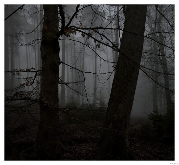 Frühmorgens im Nebel