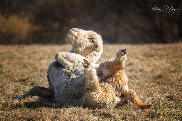 Schafs-Yoga!