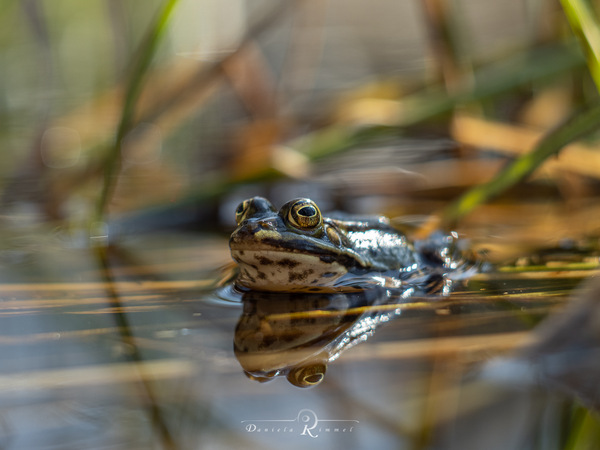 Wasserfrosch