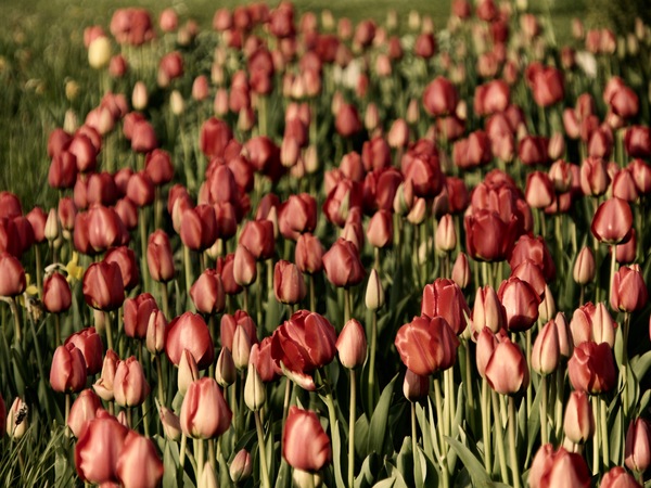 bearbeitete  Tulpen