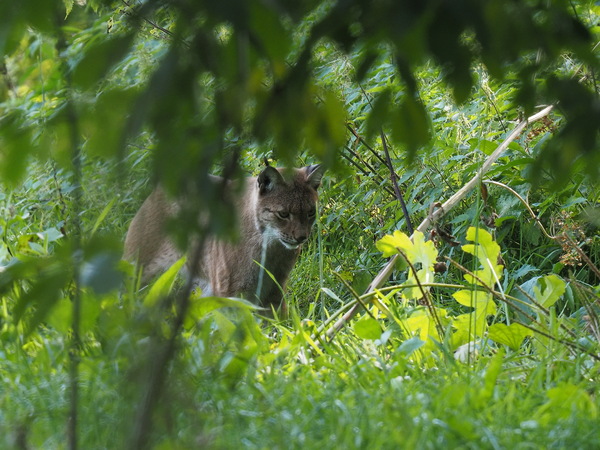 Luchs