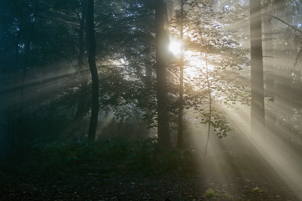 Sonne-Nebel-Herbst-Wald