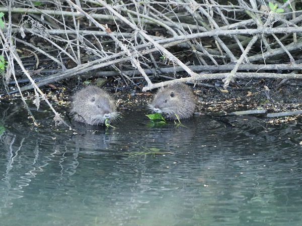 Nutria