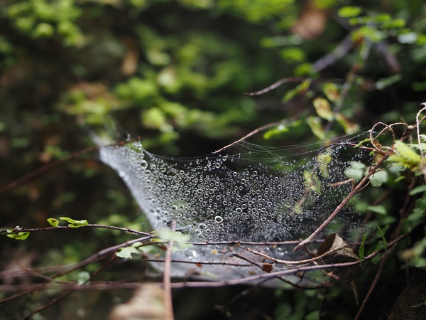 Wassertropfen im Spinnennetz.JPG