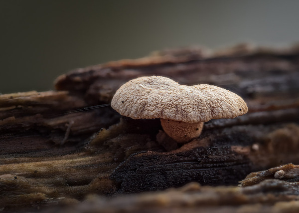 Kleiner Pilz in einem Holzgeländer