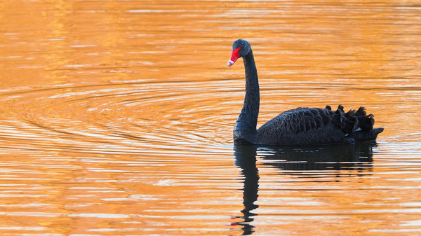 Trauerschwan im Abendrot