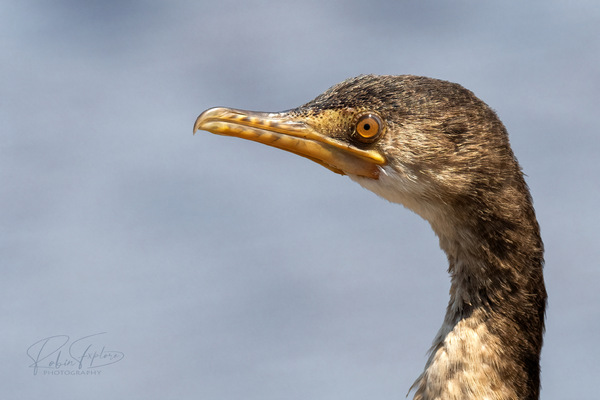 Juvenile Reed Cormorant - Riedscharbe