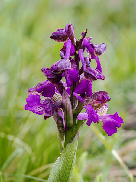 Orchidee Seewinkel.jpg